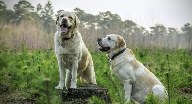 Understanding Dog Evaluation: A Comprehensive Guide