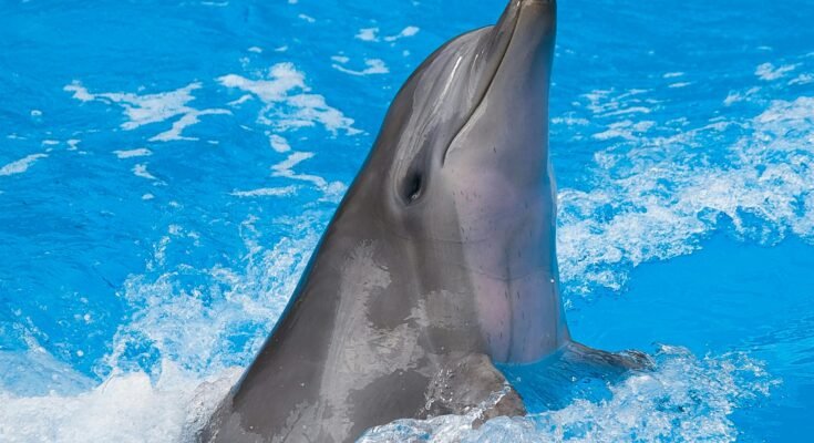 Dolphin Behavior : Insights into Complex Social Learning in the Animal Kingdom